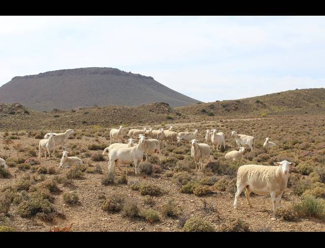 3,107HA FARM FOR SALE IN CALVINIA RURAL